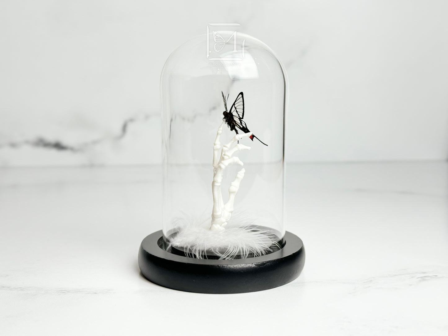 Glass wing butterfly on skeleton hand in Glass dome