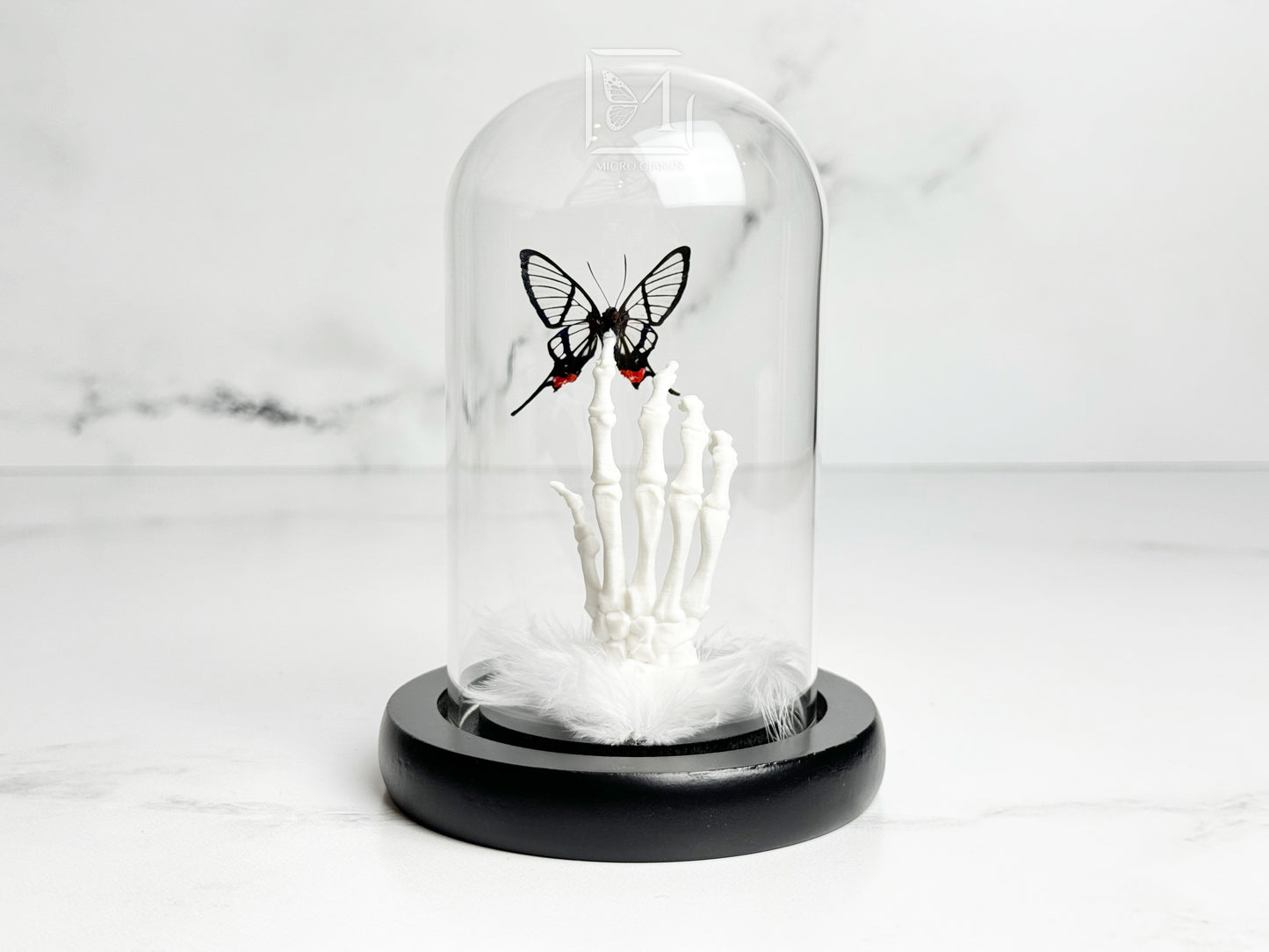 Glass wing butterfly on skeleton hand in Glass dome