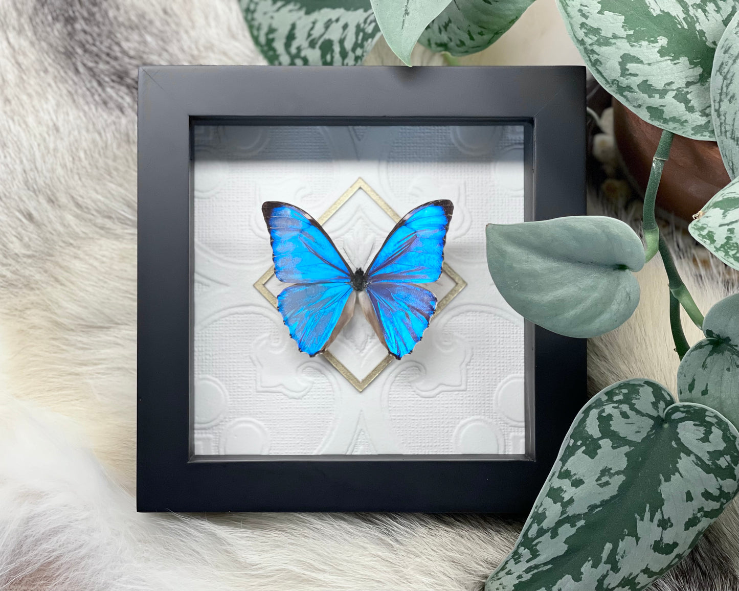 Deluxe framed Morpho aurora butterfly