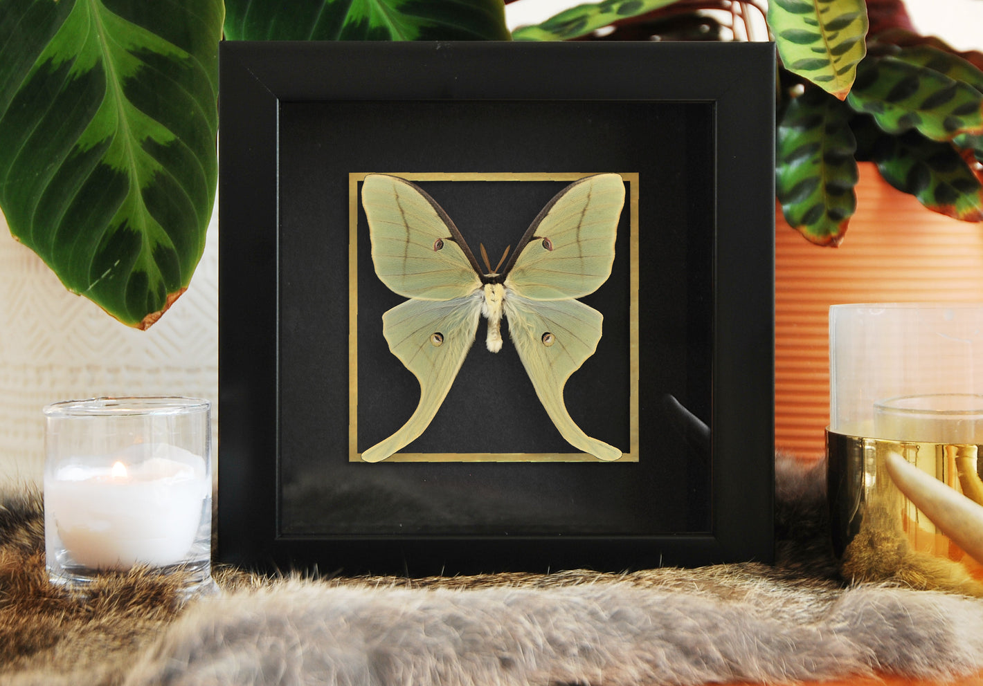 Real framed male Luna Moth taxidermy