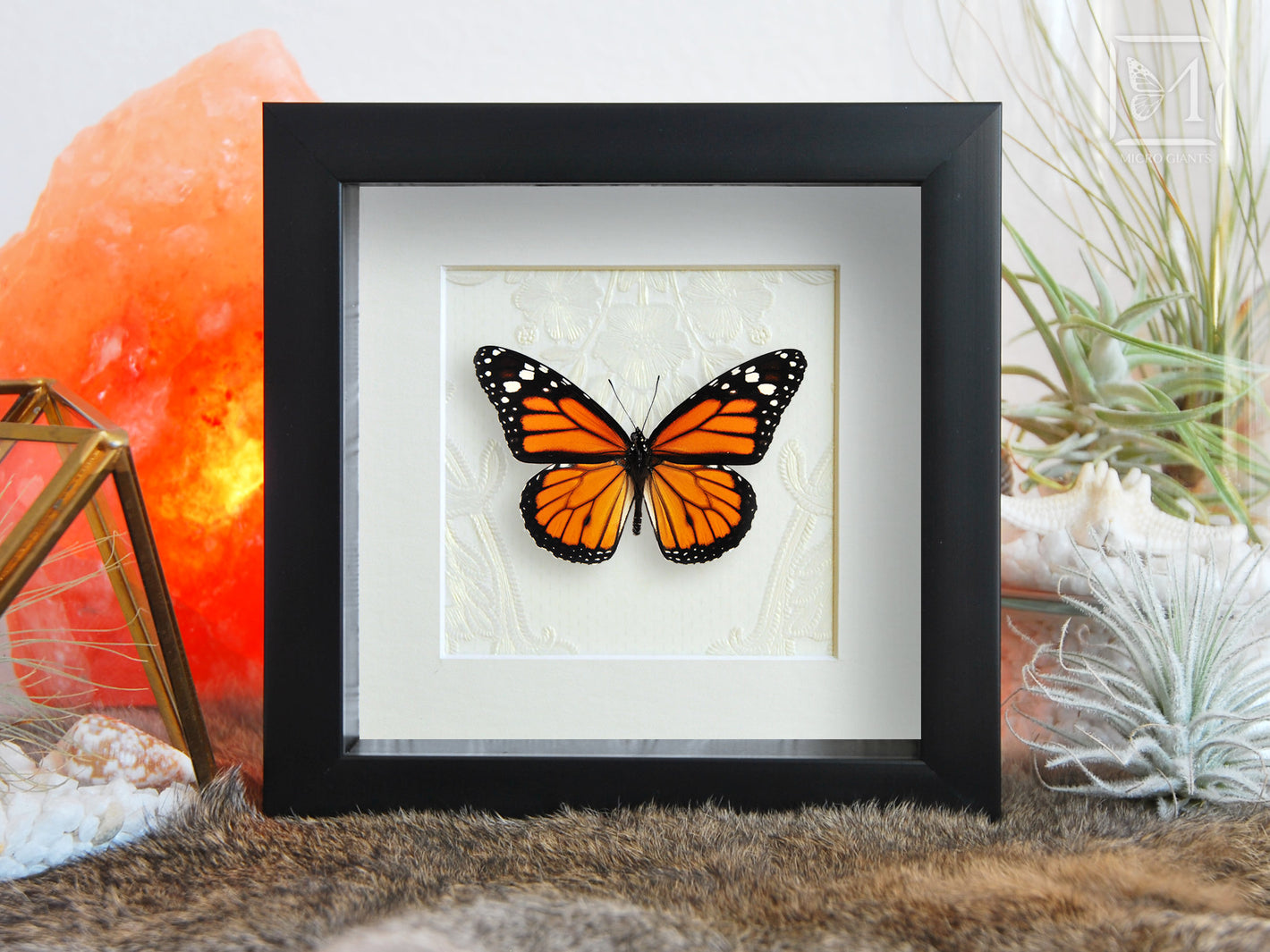Framed Monarch butterfly taxidermy