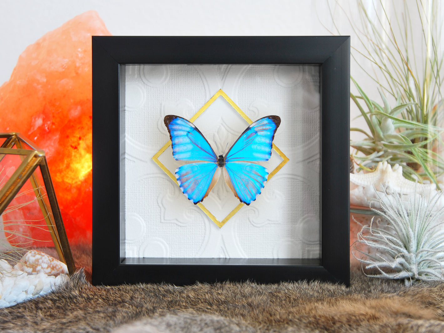 mounted blue Morpho aurora butterfly wall art