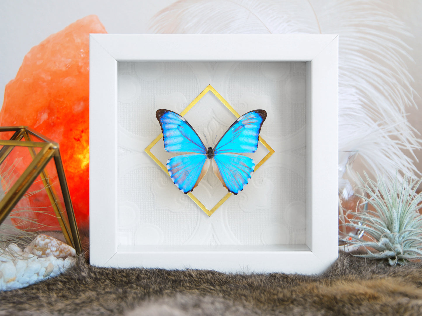 Deluxe framed Morpho aurora butterfly