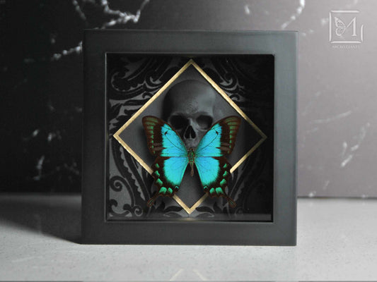 Sea green swallowtail butterfly with Skull