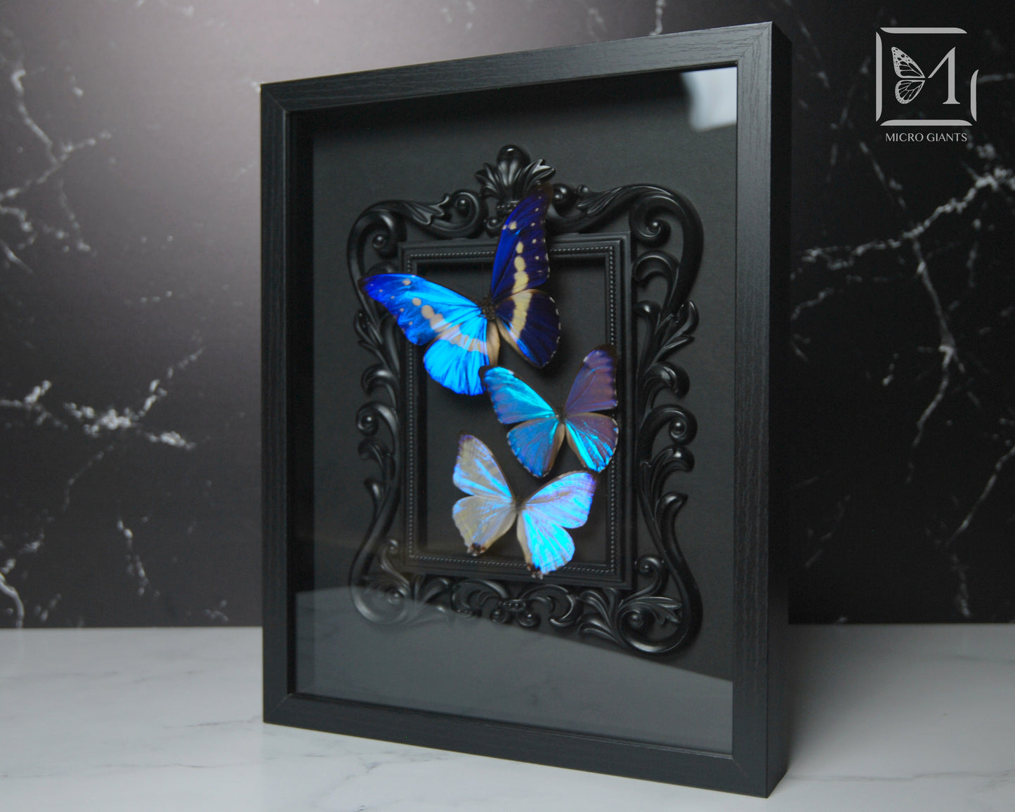 Deluxe framed Morpho butterflies