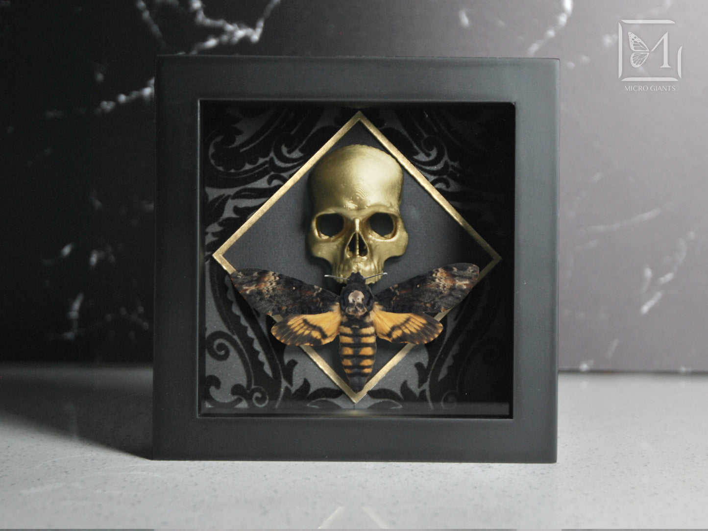 Framed Death's Head Moth on Skull