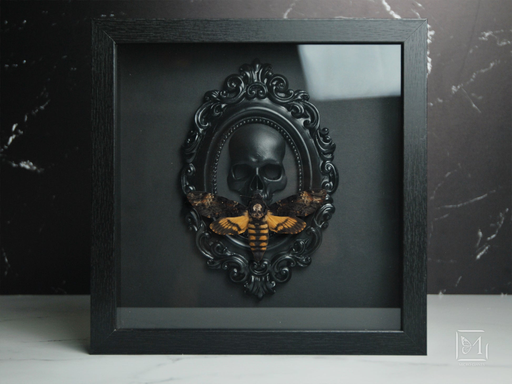 Framed death's head moth