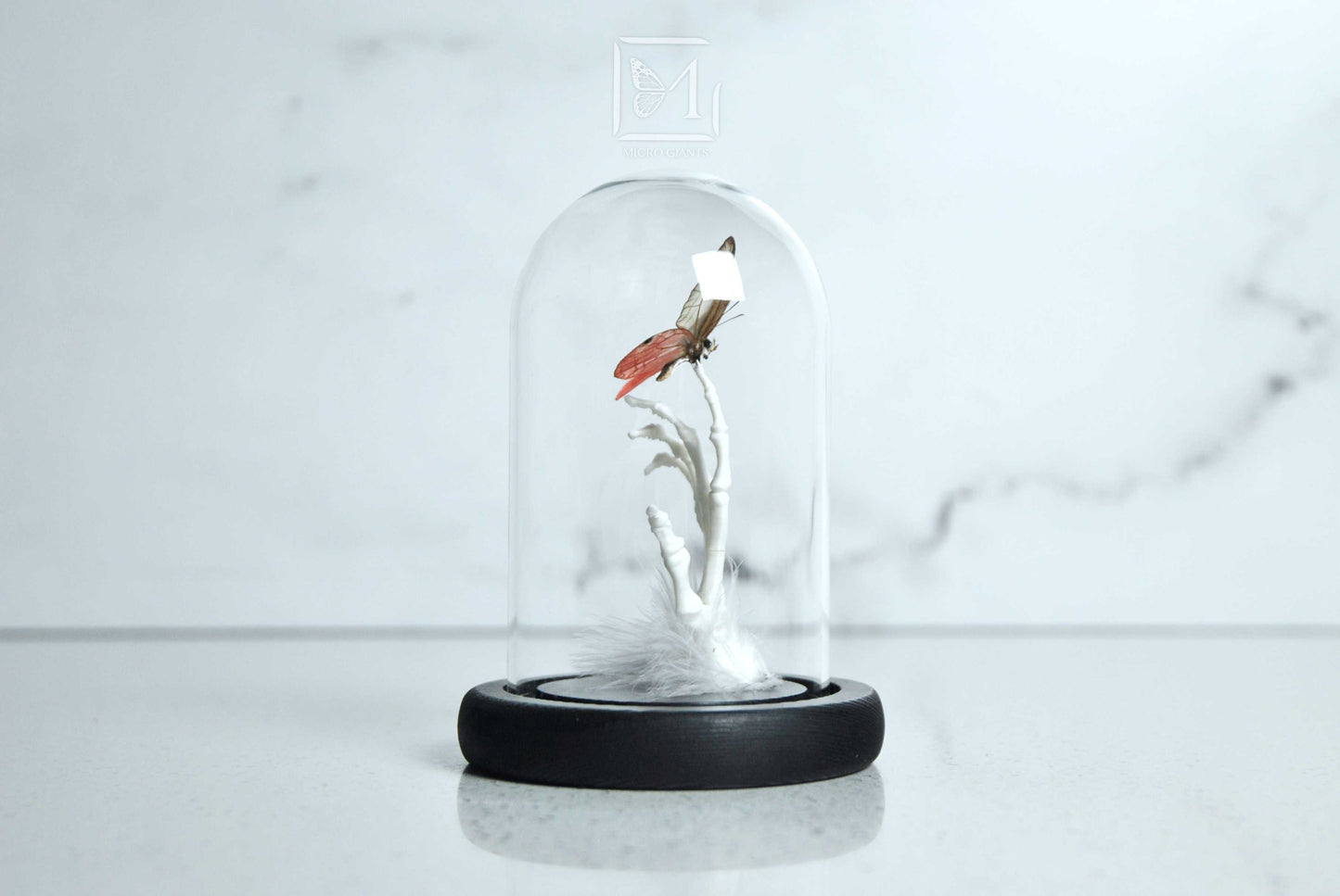 Pink glass wing butterfly in Glass dome