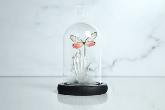 Pink glass wing butterfly in Glass dome