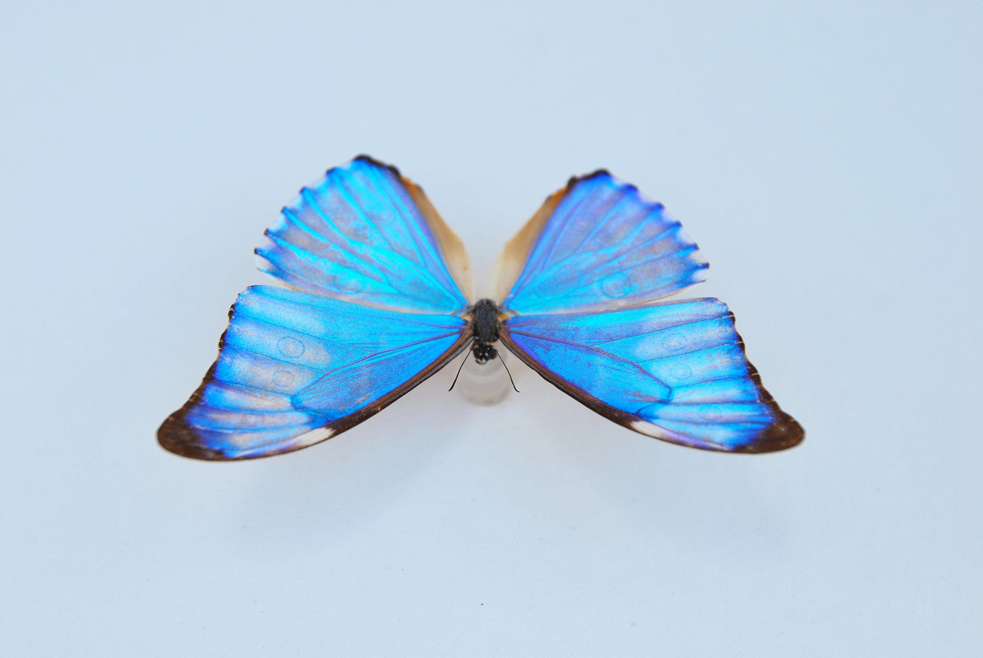 Morpho aurora butterfly