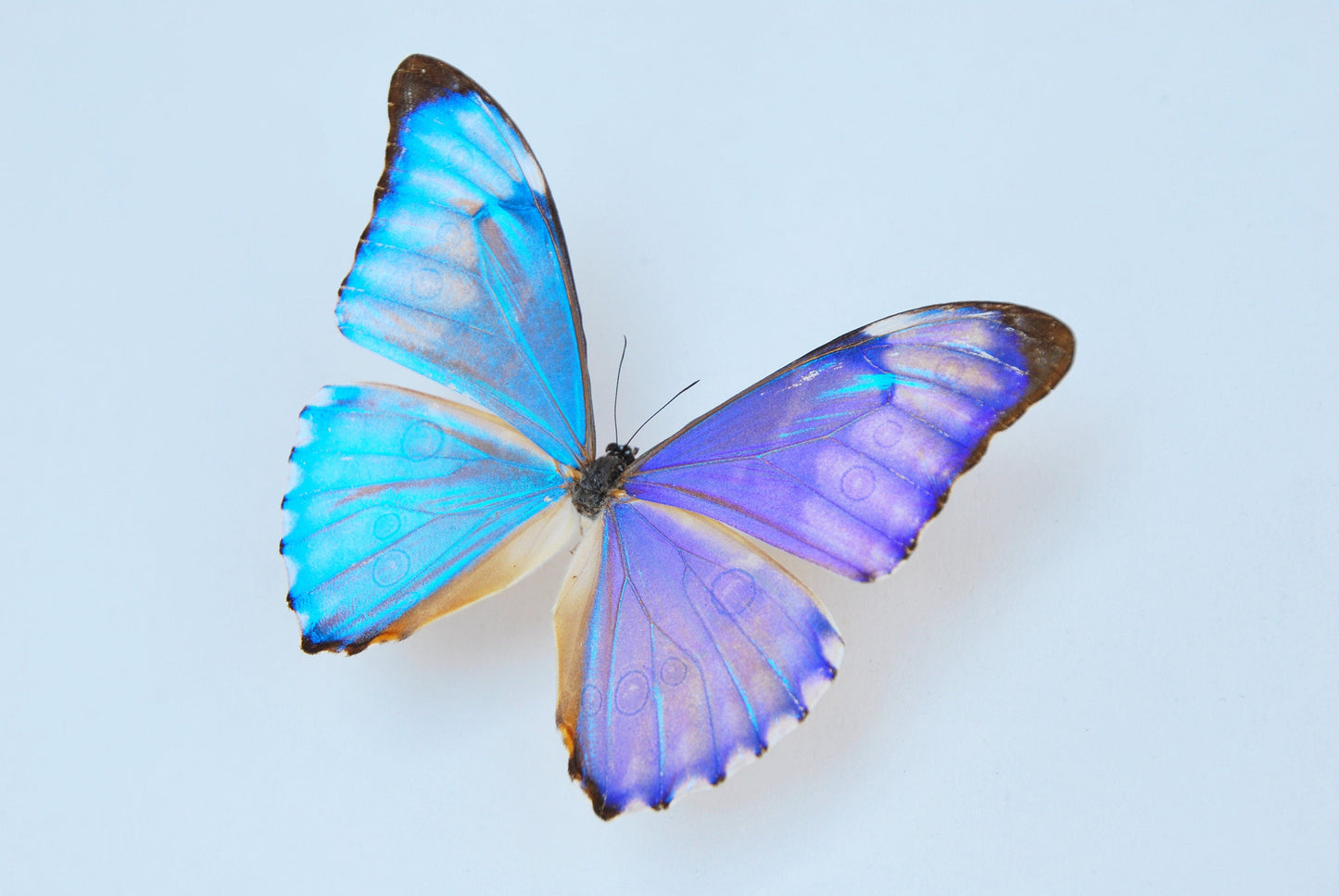 Morpho aurora butterfly art