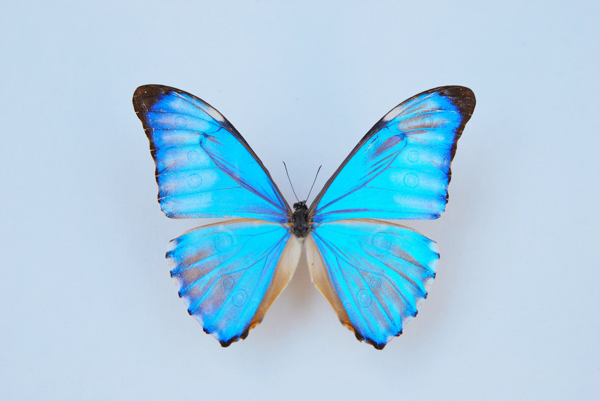 Blue Morpho aurora butterfly art