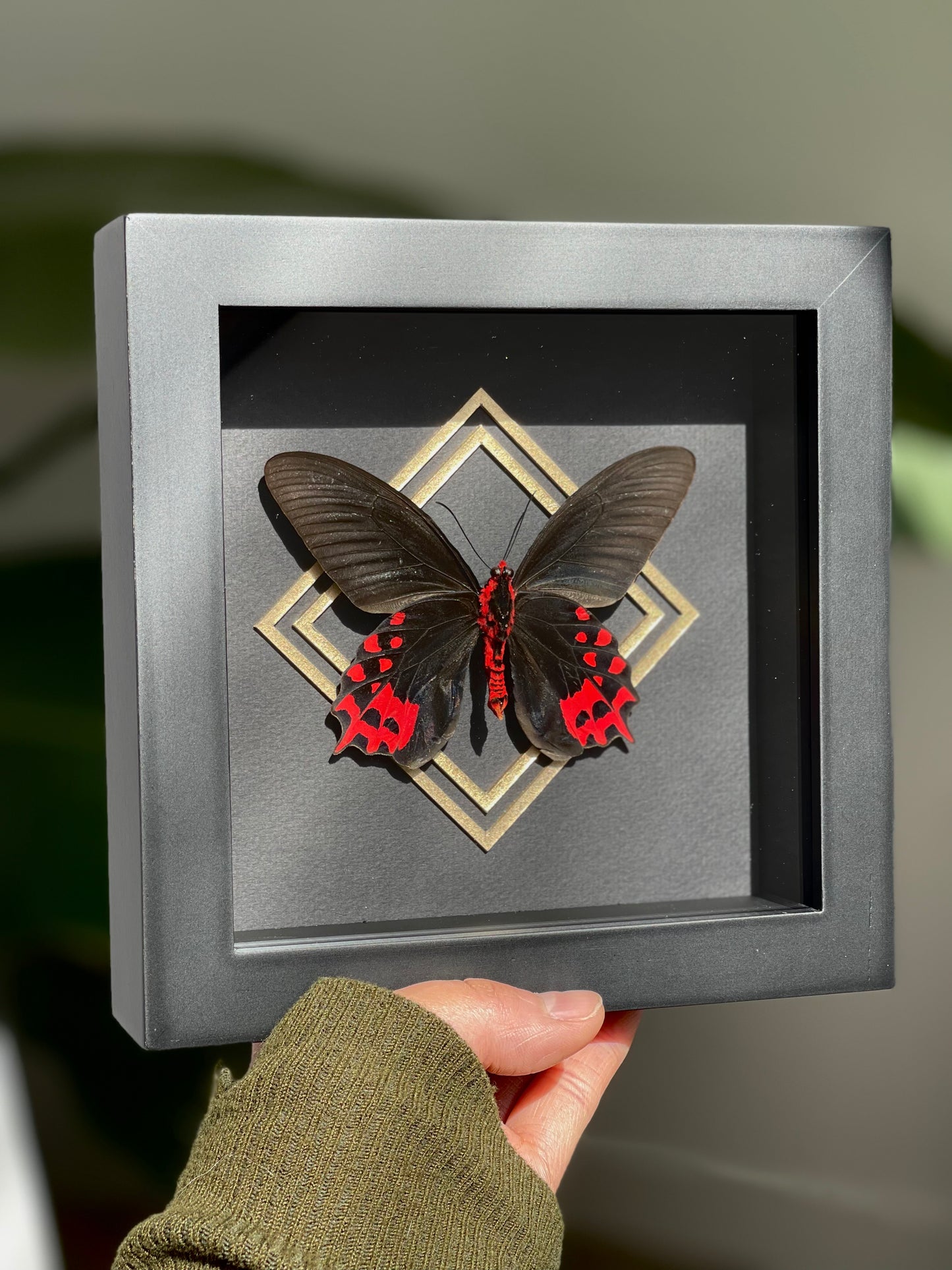 Framed vampire / black ballerina butterfly