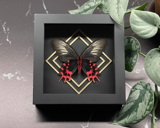 Framed vampire / black ballerina butterfly