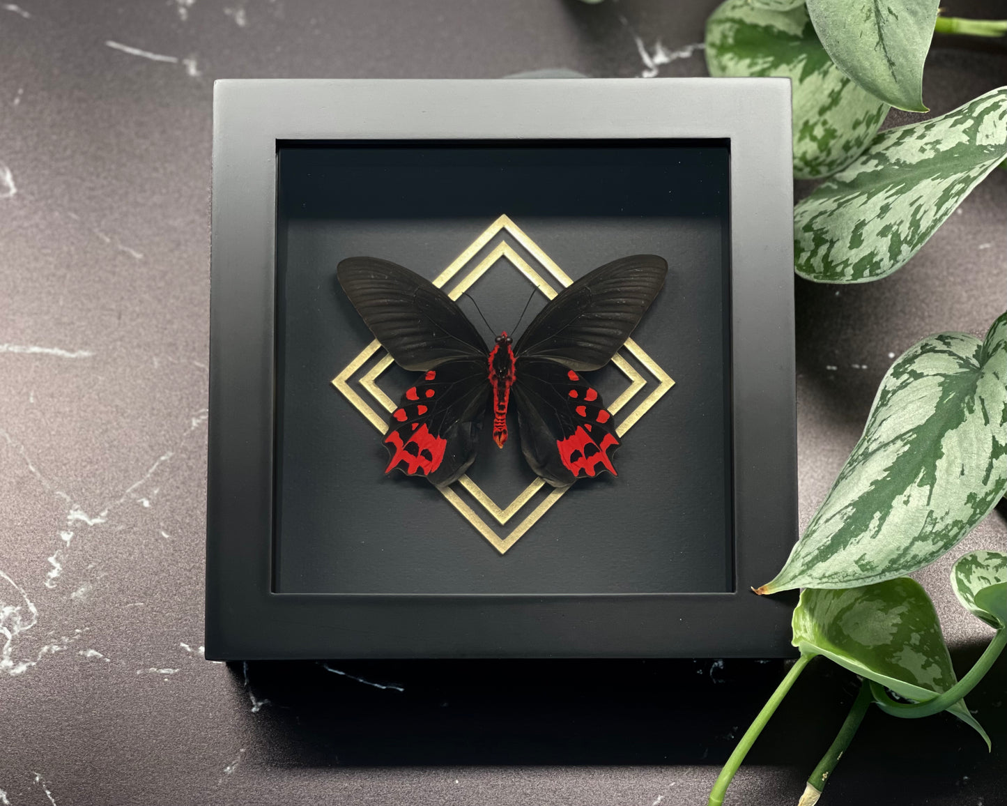 Framed vampire / black ballerina butterfly