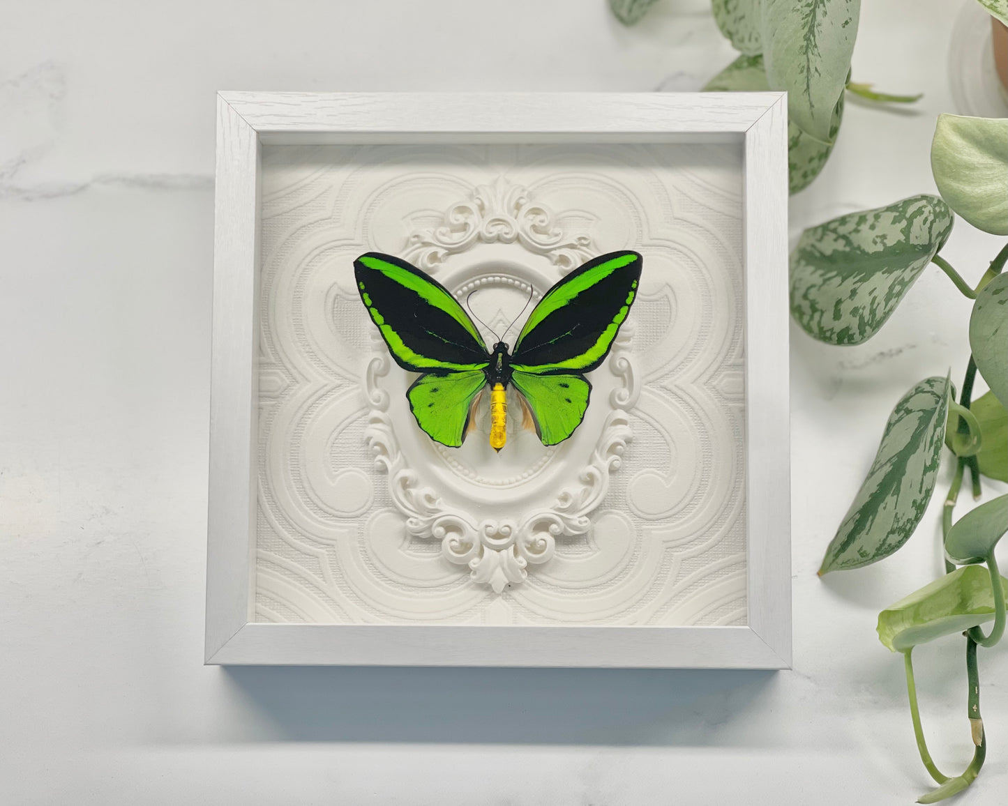 Deluxe framed Northern birdwing butterfly