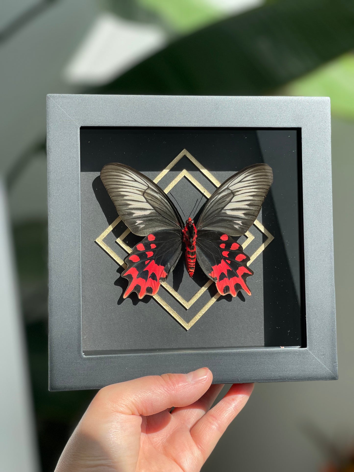 Framed vampire / black ballerina butterfly