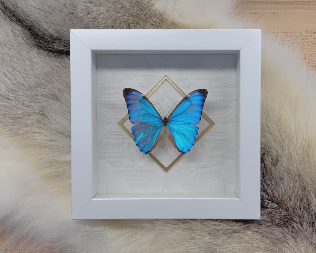 Deluxe framed Morpho aurora butterfly – Micro Giants