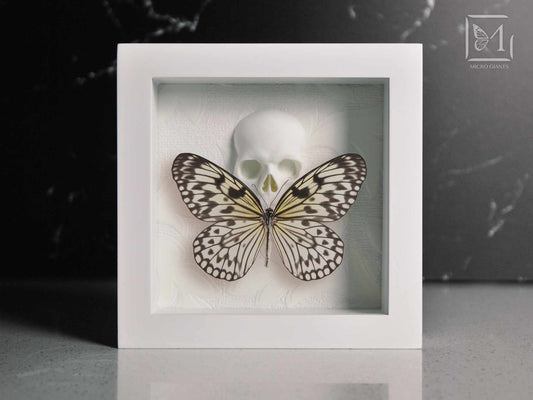 White butterfly with 3d printed skull framed wall art