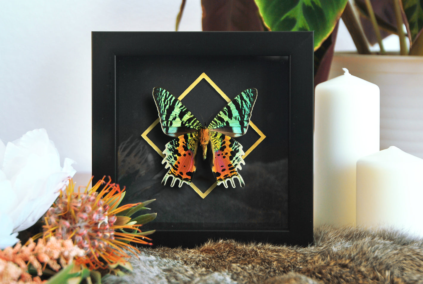 Framed sunset moth taxidermy