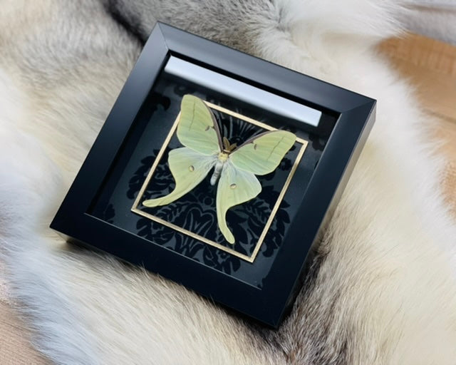 Deluxe framed Luna Moth with golden line accent on black velvet