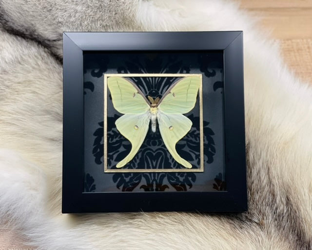 Deluxe framed Luna Moth with golden line accent on black velvet