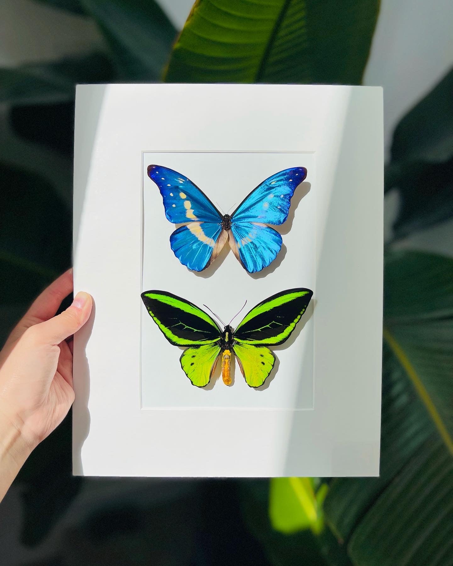 Morpho helena and O priamus poseidon  butterfly wall art