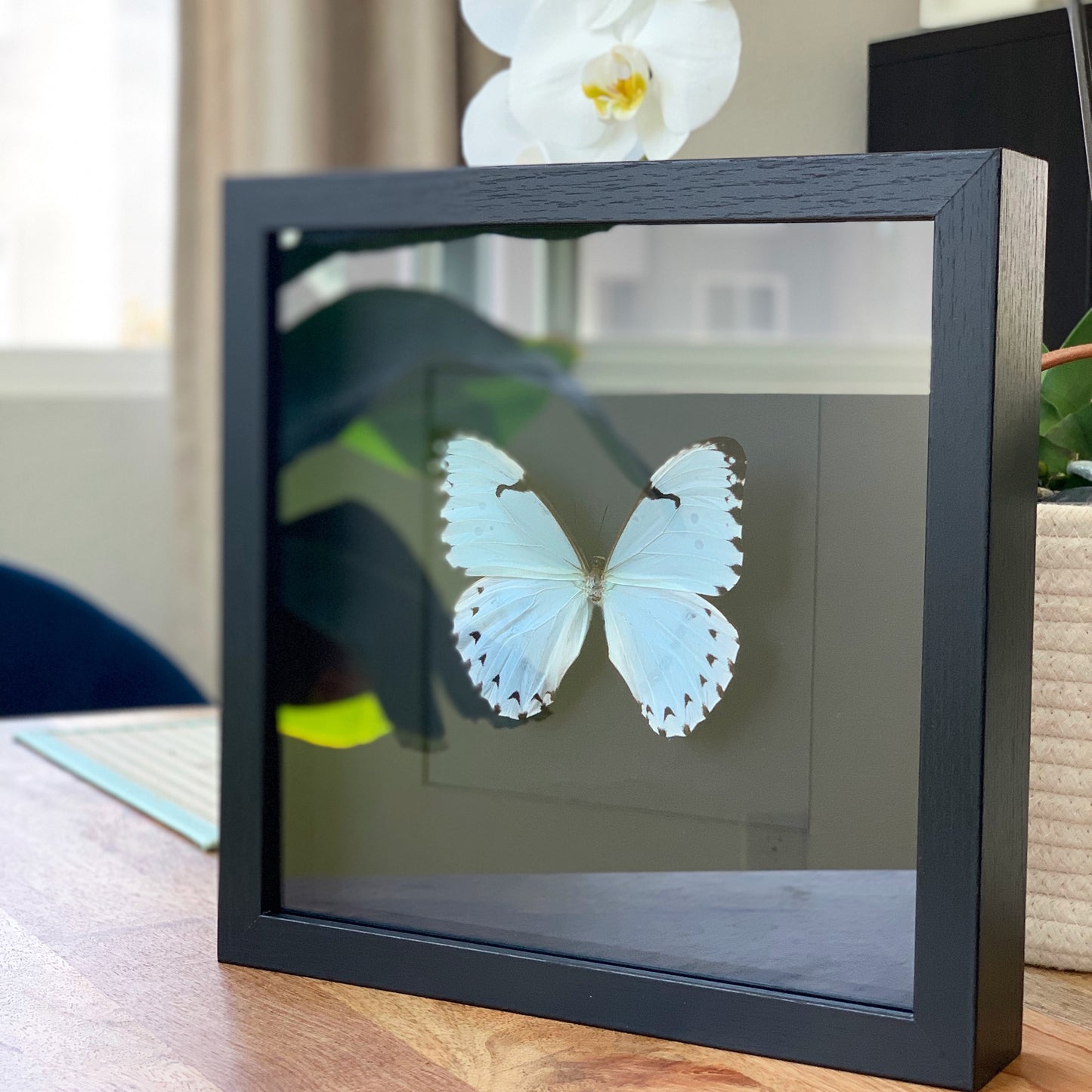 Mint Morpho butterfly framed art