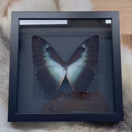 blue morpho cisseis butterfly in frame
