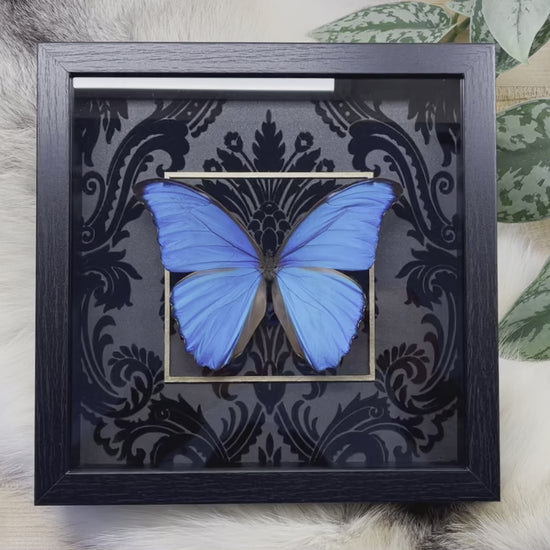 Framed blue morpho butterfly art-Morpho godartii didius