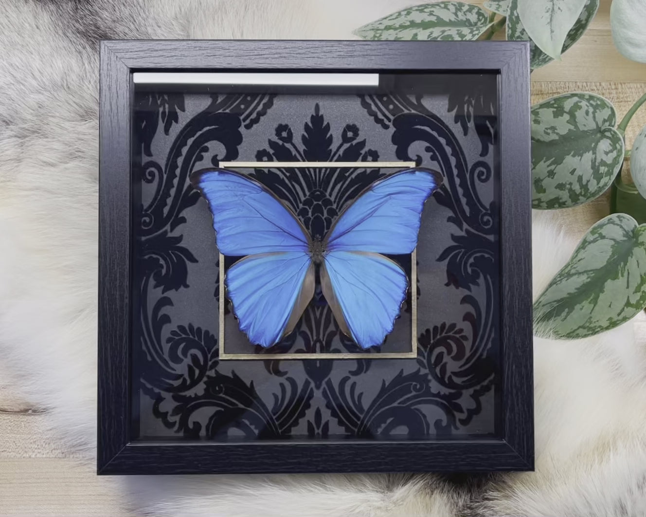 Framed blue morpho butterfly art-Morpho godartii didius