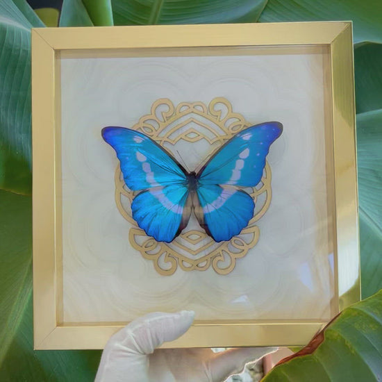 framed blue Morpho helena butterfly wall art