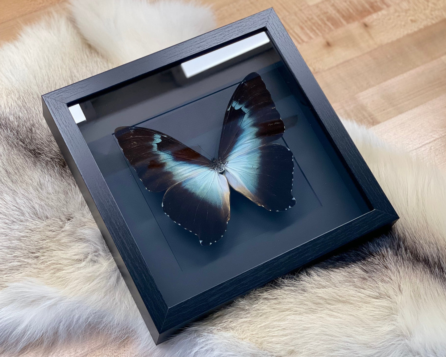 Framed blue morpho cisseis butterfly art