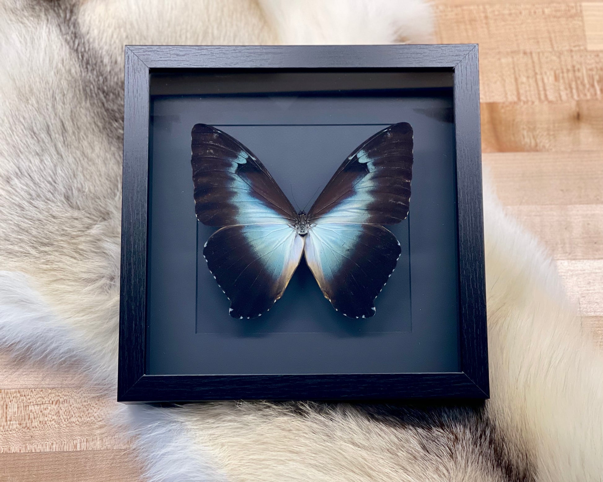 Mounted blue morpho cisseis butterfly art