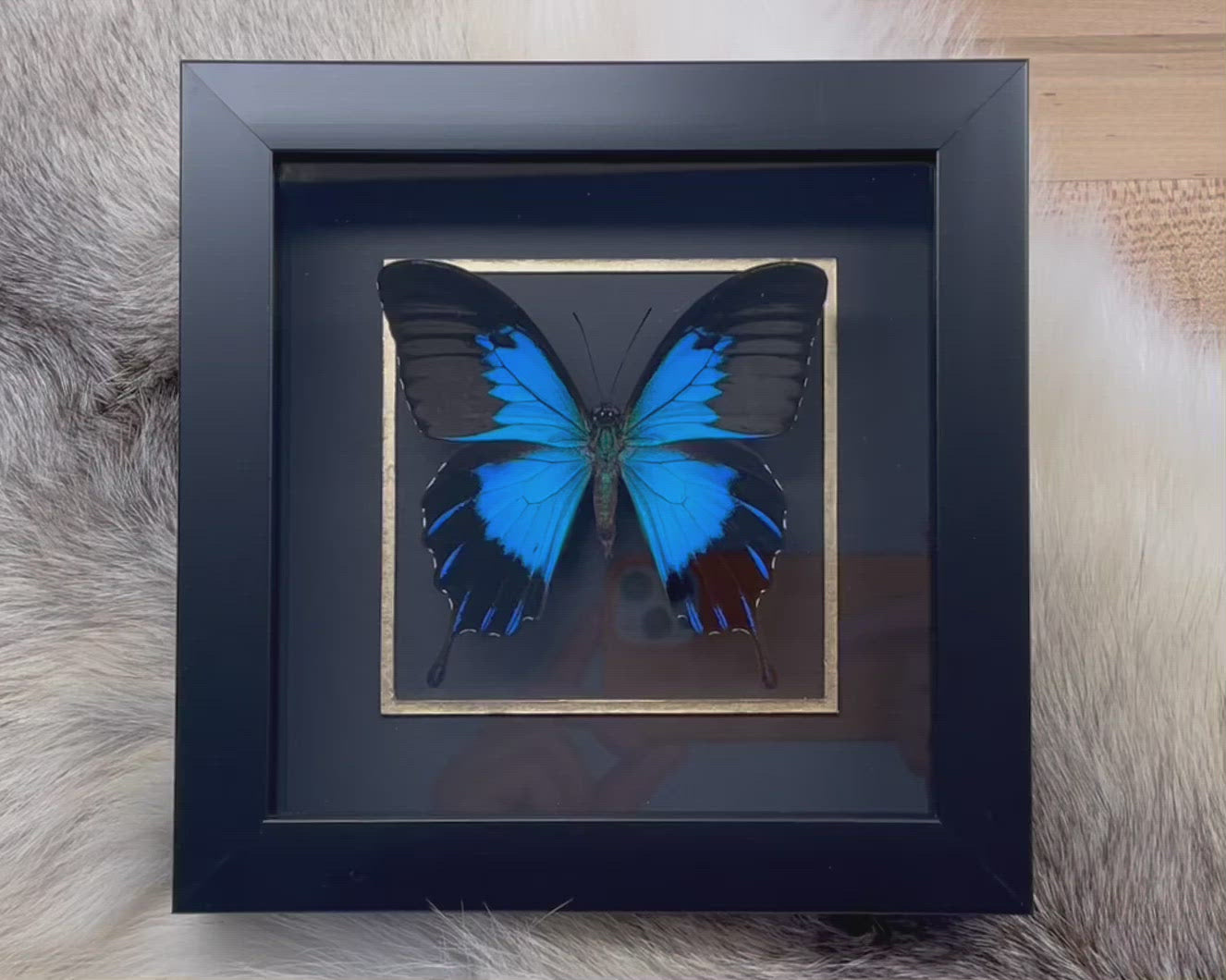 Frame Blue emperor Papilio ulysses telegonus butterfly wall decor