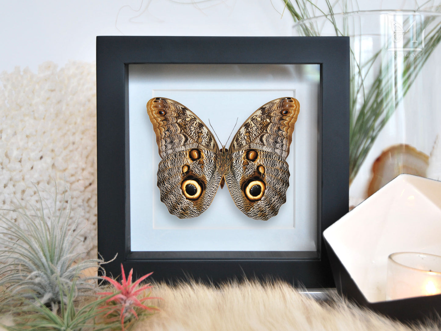 Owl face butterfly