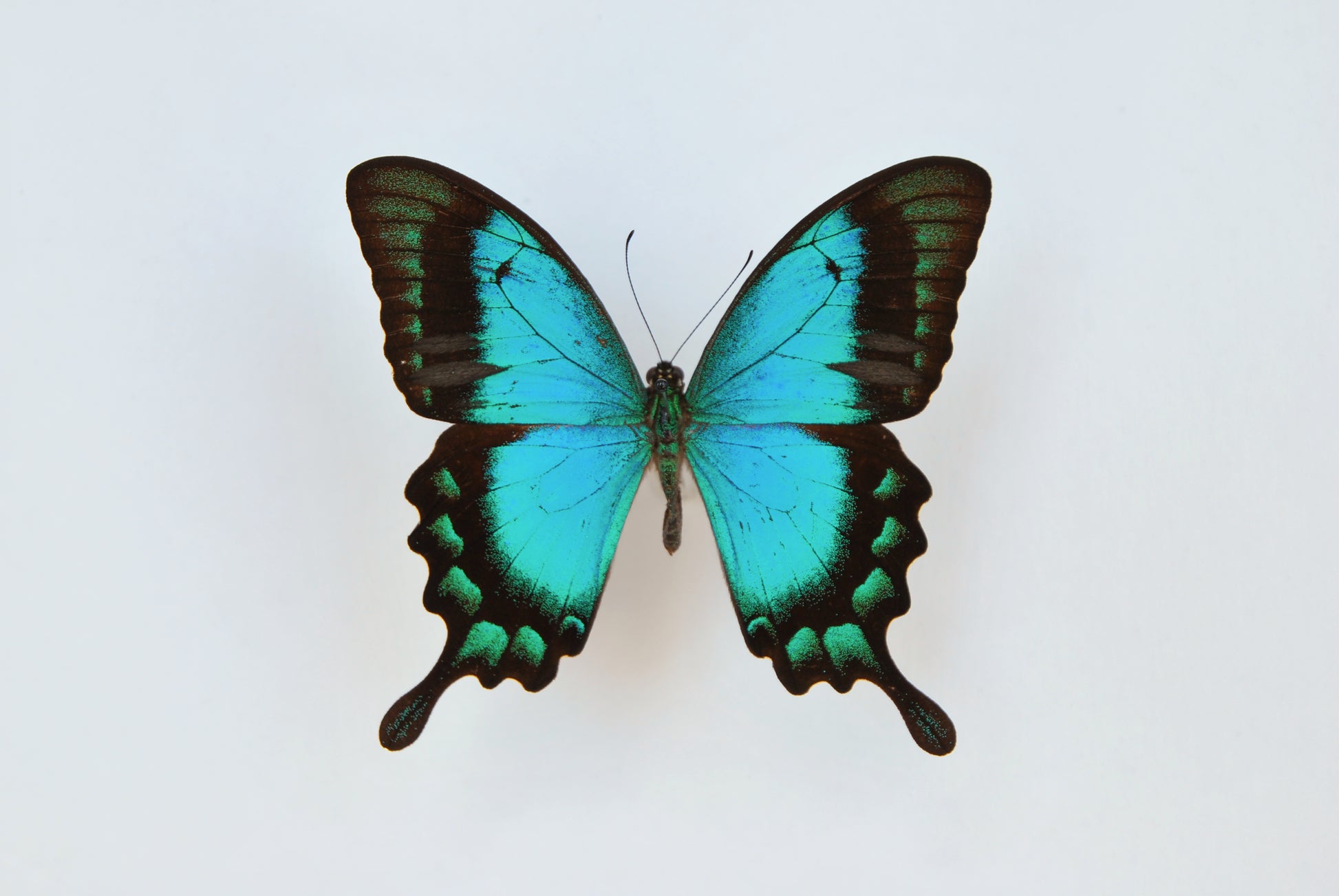 Papilio lorquinianus butterfly