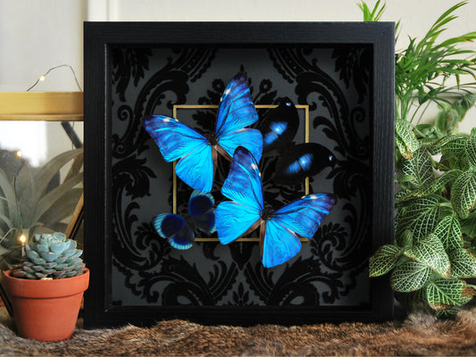 Framed blue butterflies art work