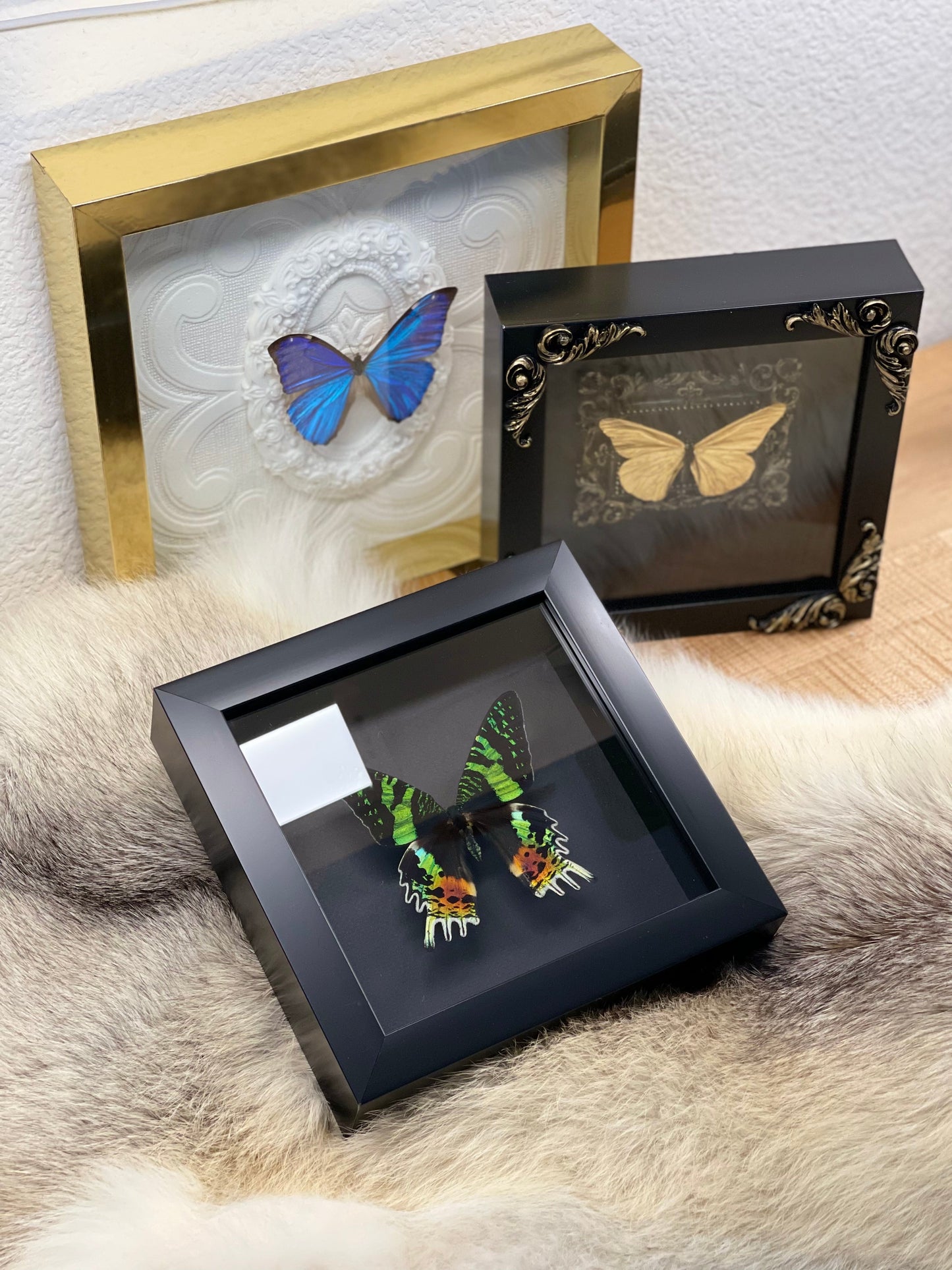 Framed butterfly art