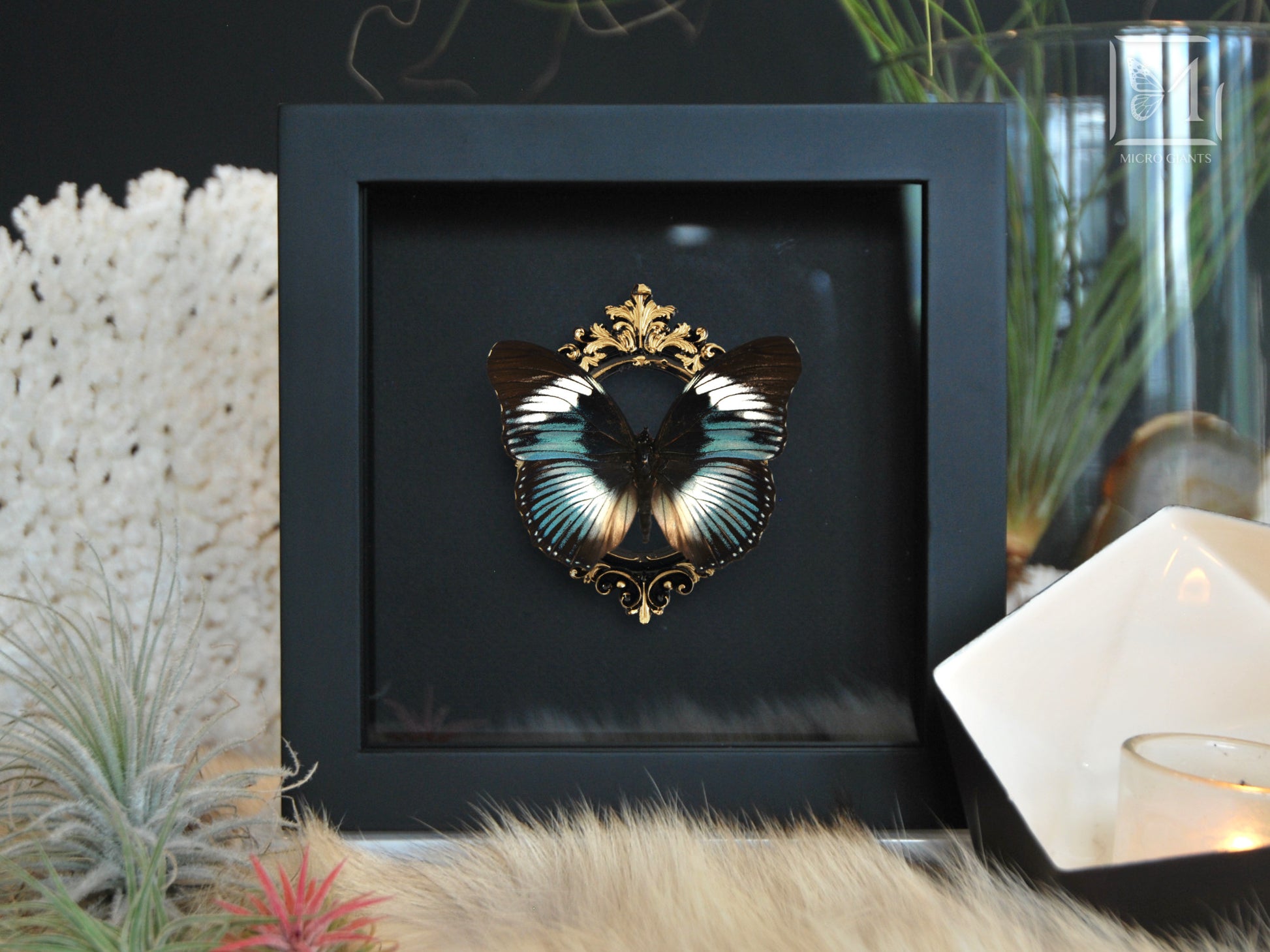 Hypolimnas monteironis framed butterfly art