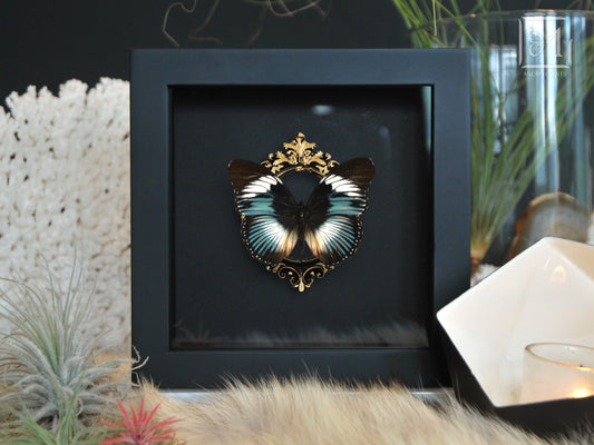 Hypolimnas monteironis framed butterfly art