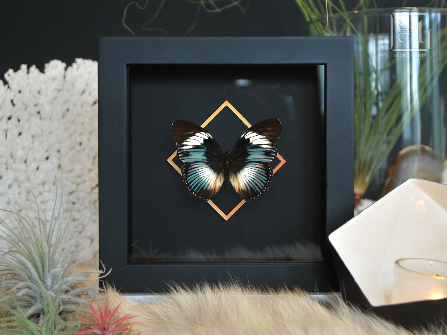 Framed Hypolimnas monteironis butterfly art