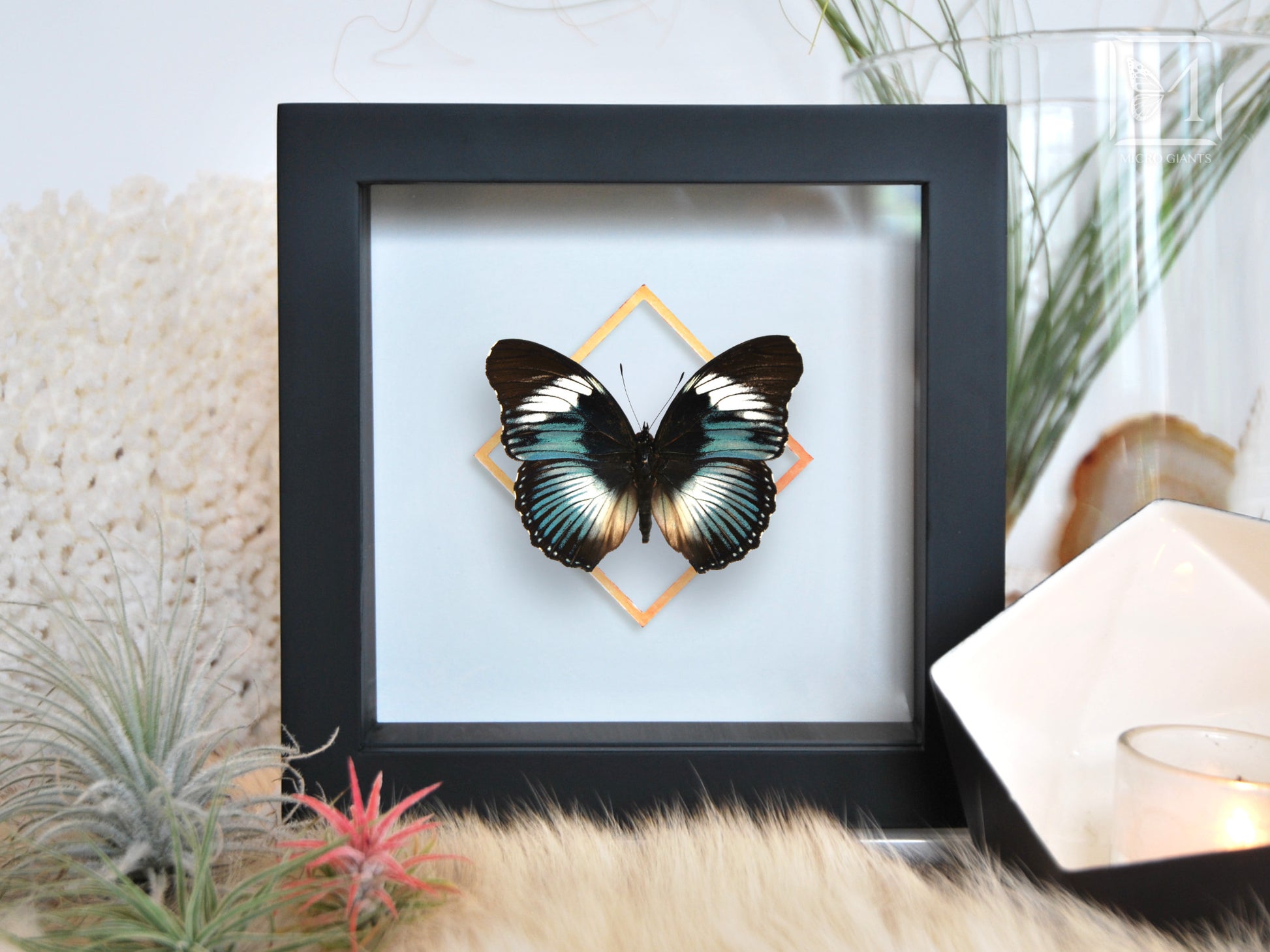 Framed Hypolimnas monteironis butterfly wall art