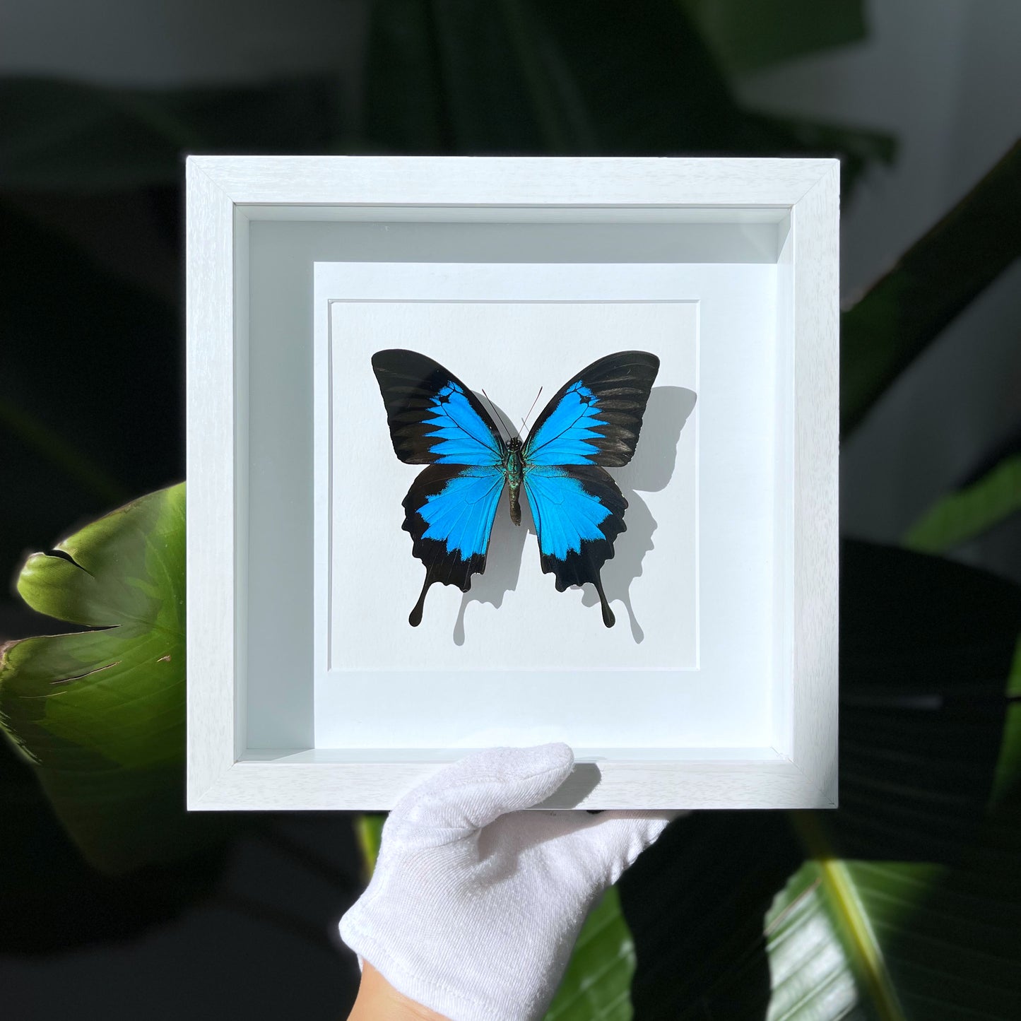 Framed blue Papilio Ulysses butterfly