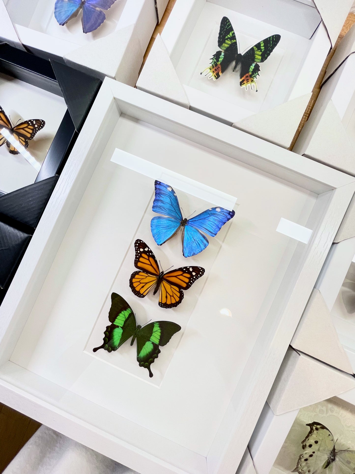 Premium framed Morpho Monarch Papilio butterflies combination