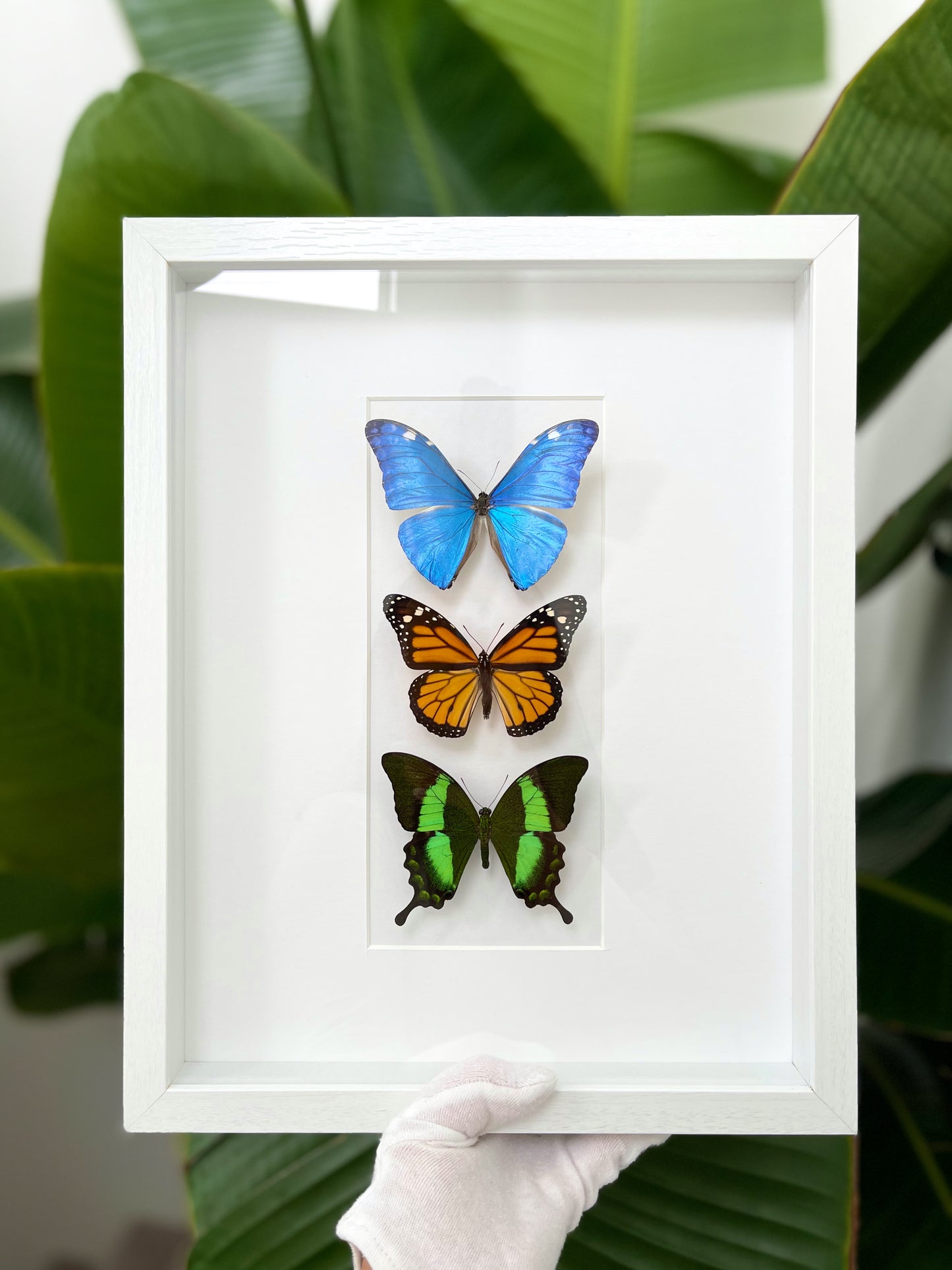 Premium framed Morpho Monarch Papilio butterflies combination