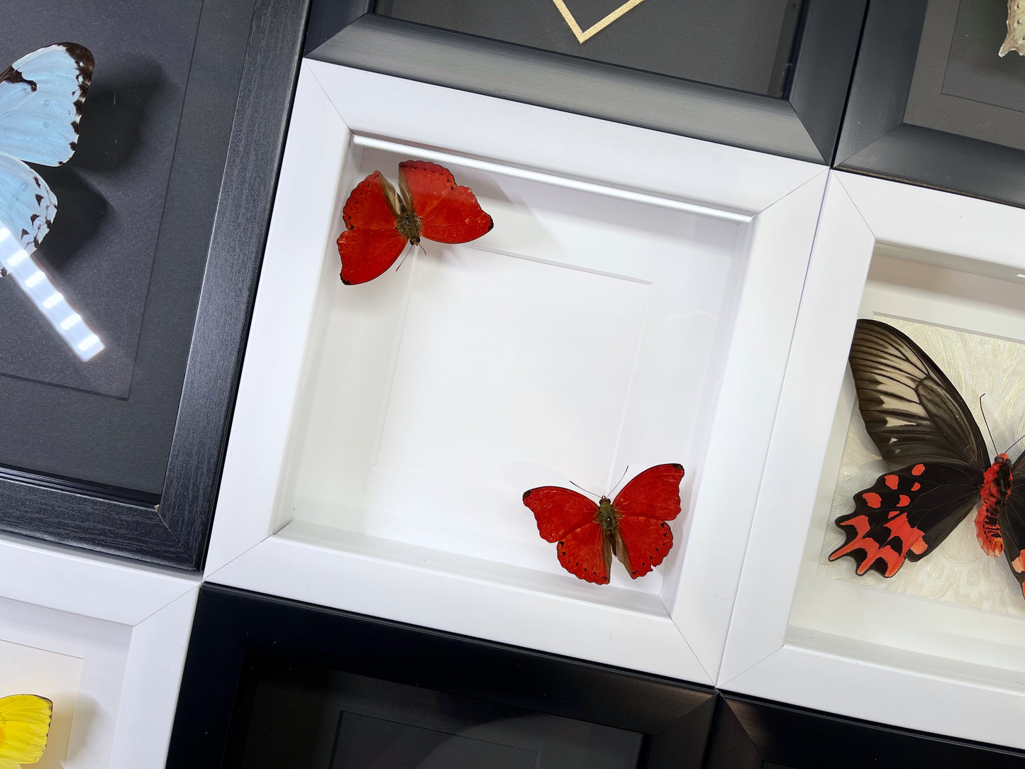 You give me butterflies frame - Photo frame with real butterfly