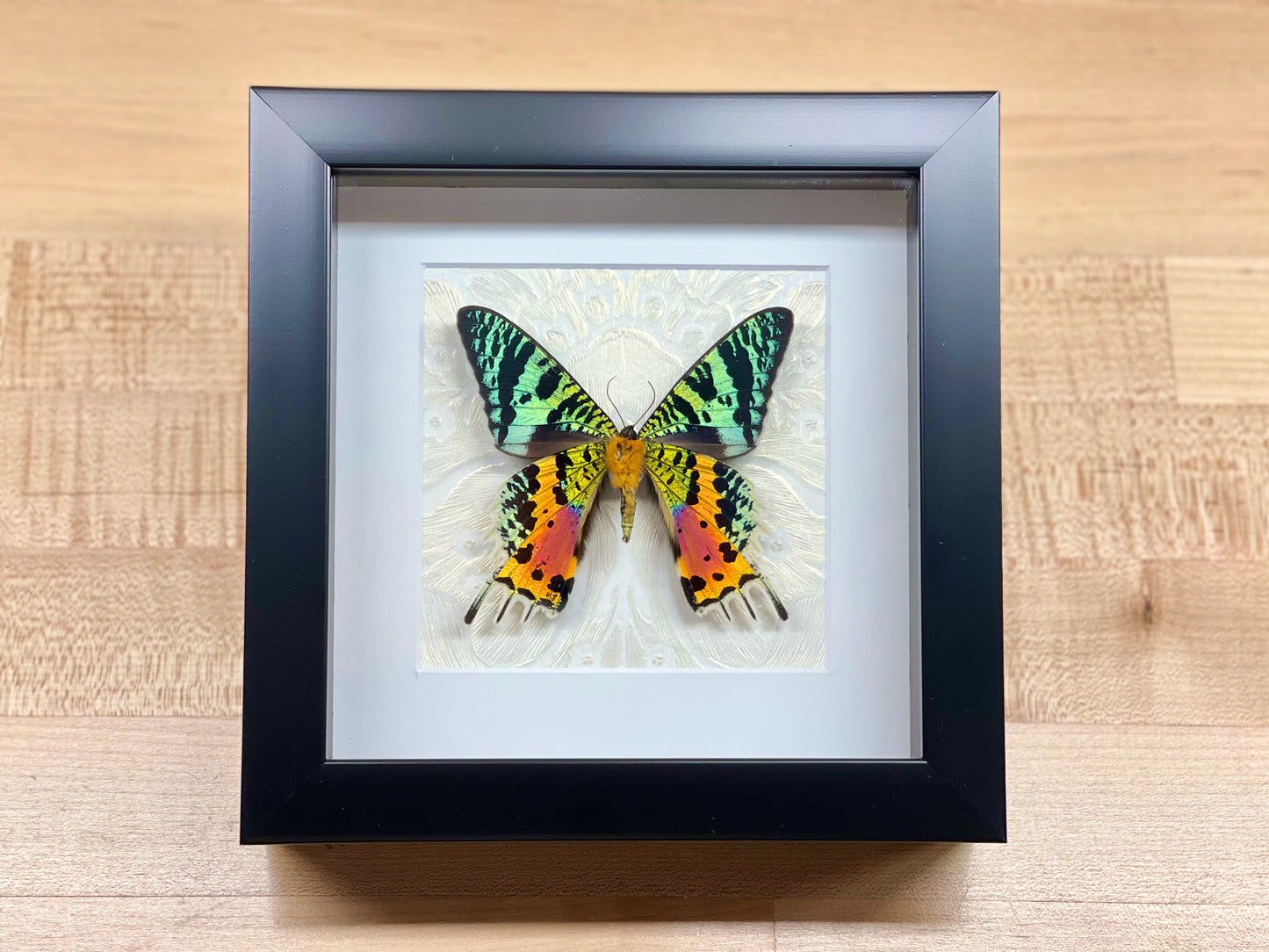 Framed Urania ripheus sunset moth