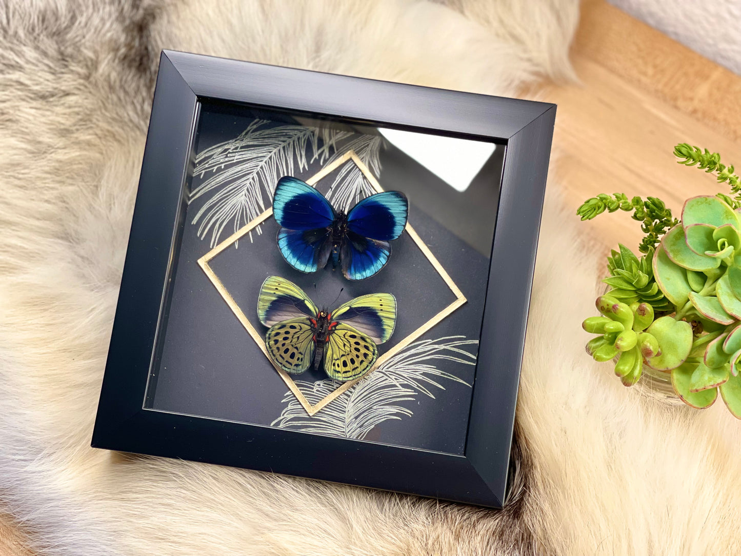 Asterope leprieuri butterfly framed art