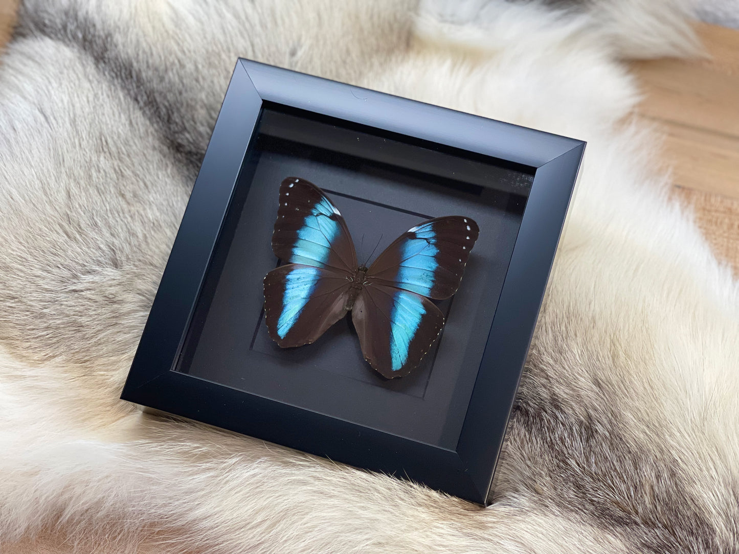 Framed Morpho achilles butterfly